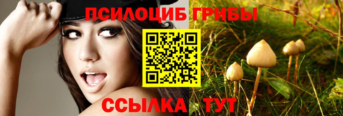 Зеленокумск  Псилоцибиновые грибы Psilocybe  Вход с VPN  Псилоцибиновые грибы GOLDEN TEACHER 